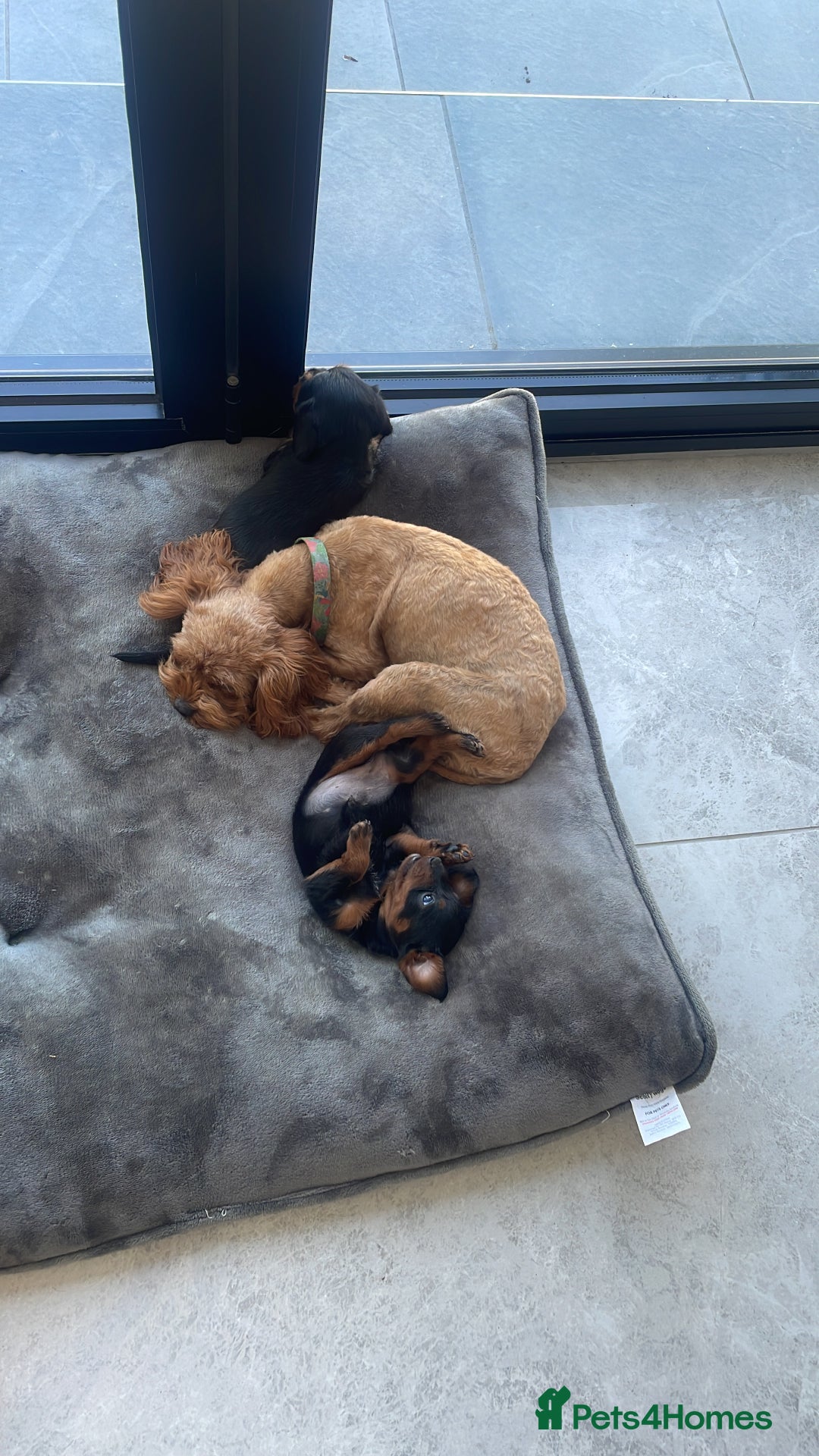 Mixed Breed dogs for sale: Doxie poo stunning puppies  - Advert 7