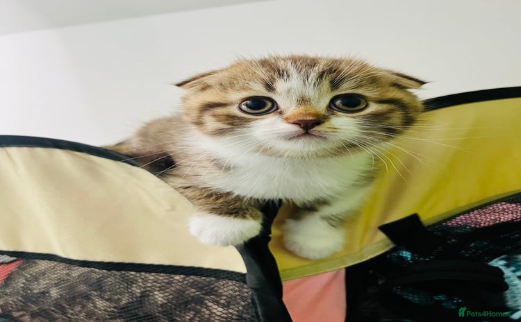 Scottish Fold cats - Advert 8