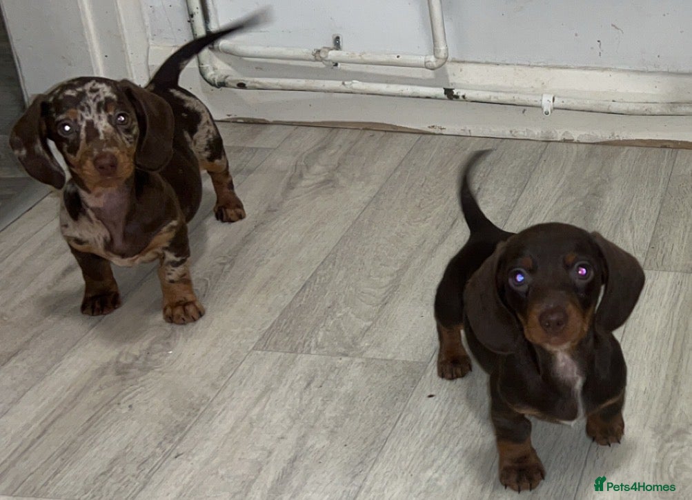 Dachshund dogs last little chocolate and tan girl available NOW  - Advert 1
