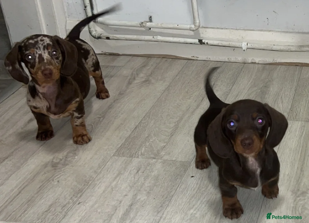 Dachshund dogs for sale: REDUCED chocolate and tan girl available NOW  - Advert 1