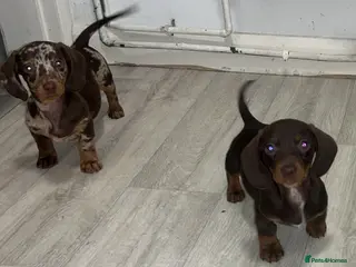 Dachshund dogs last little chocolate and tan girl available NOW - Advert 1