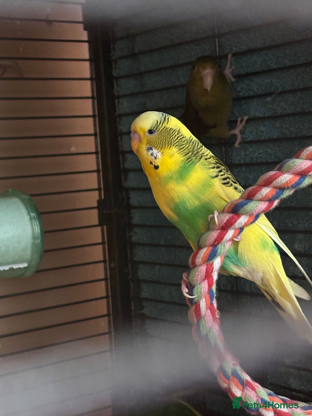 Cockatiels birds for sale: Eight birds for sale and 3 large cages £810 - Image 15