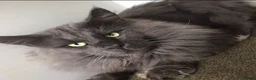 Maine Coon cats for sale: Xl Maine coon kittens parents Russian imports  - Advert 32
