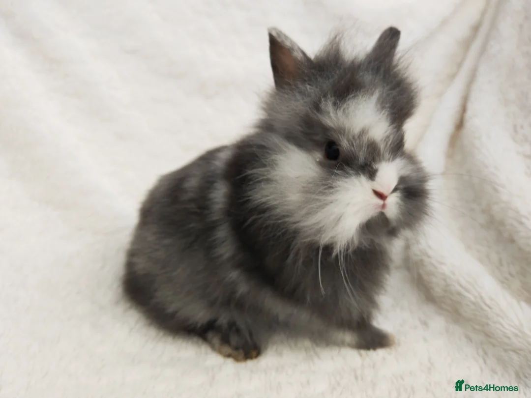 Lionhead rabbits for sale: Double mane lionhead rabbits - Advert 1
