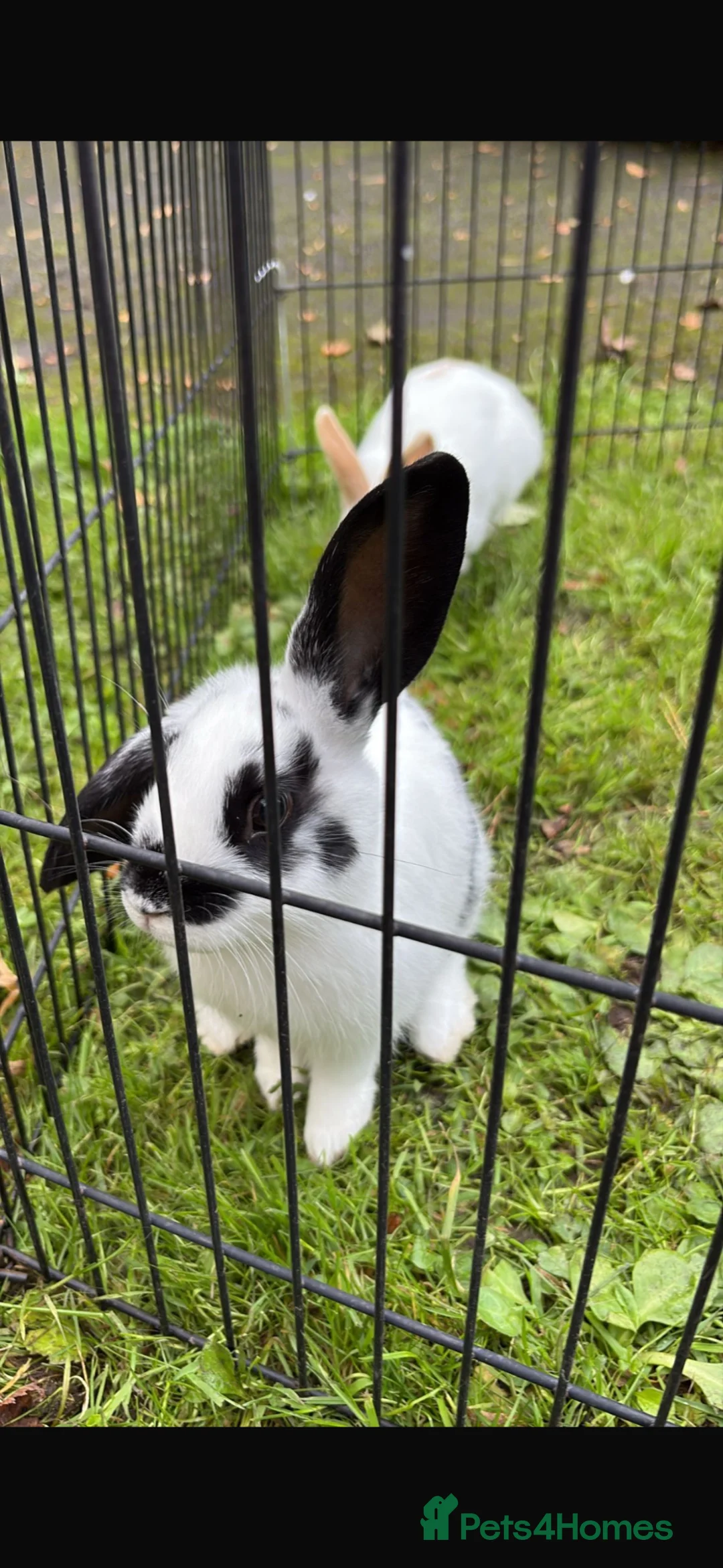 Mixed Breed rabbits for sale: 2 female rabbits  - Advert 2