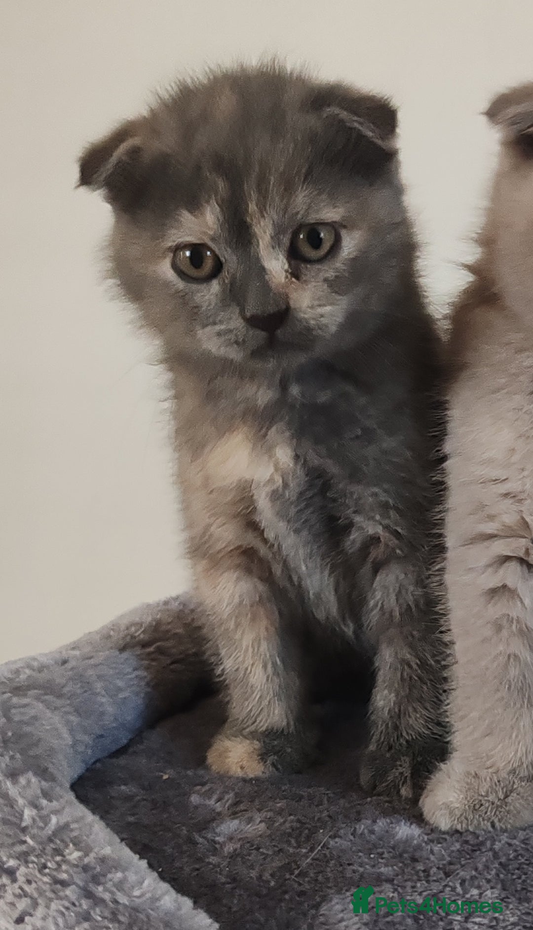 Scottish Fold cats for sale: Only 1 🐱 left.Scottish fold x BSH kittens - Image 14