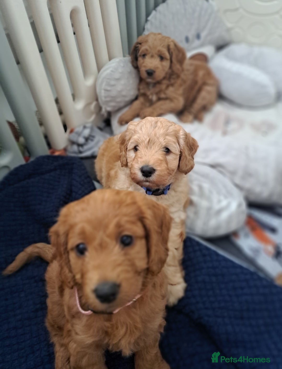 Cockapoo dogs for sale: Gorgeous Red, Golden & Apricot F1 Cockapoos - Image 7