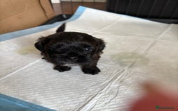 Shihpoo dogs for sale: Shipoo Puppies  - Image 4