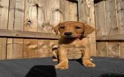 Labrador Retriever dogs for sale: READY NOW KC registered fox red Labrdor retriever  - Image 9