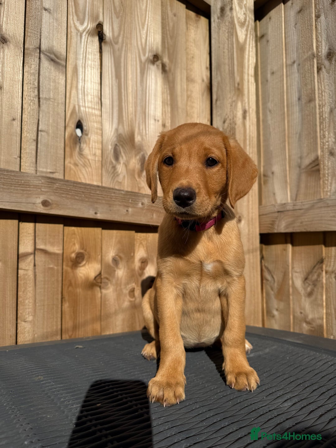 Labrador Retriever dogs for sale: READY NOW KC registered fox red Labrdor retriever  - Image 9