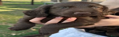 Cocker Spaniel 1