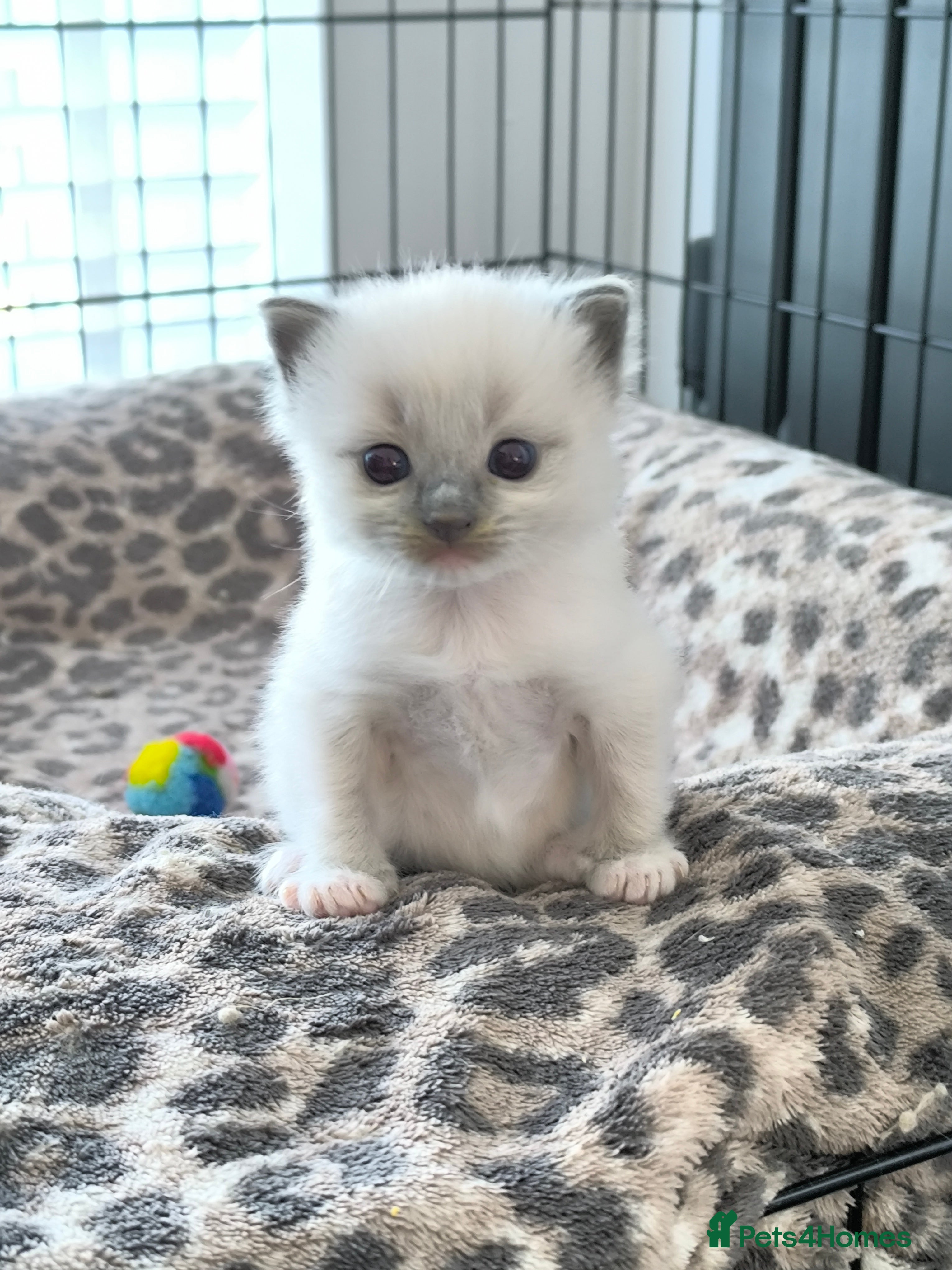 Ragdoll cats Ragdoll Boy - Advert 10