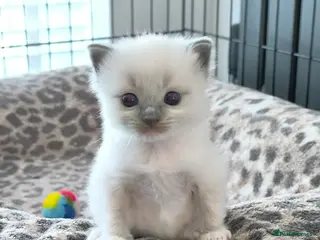 Ragdoll cats Ragdoll Boy - Advert 1