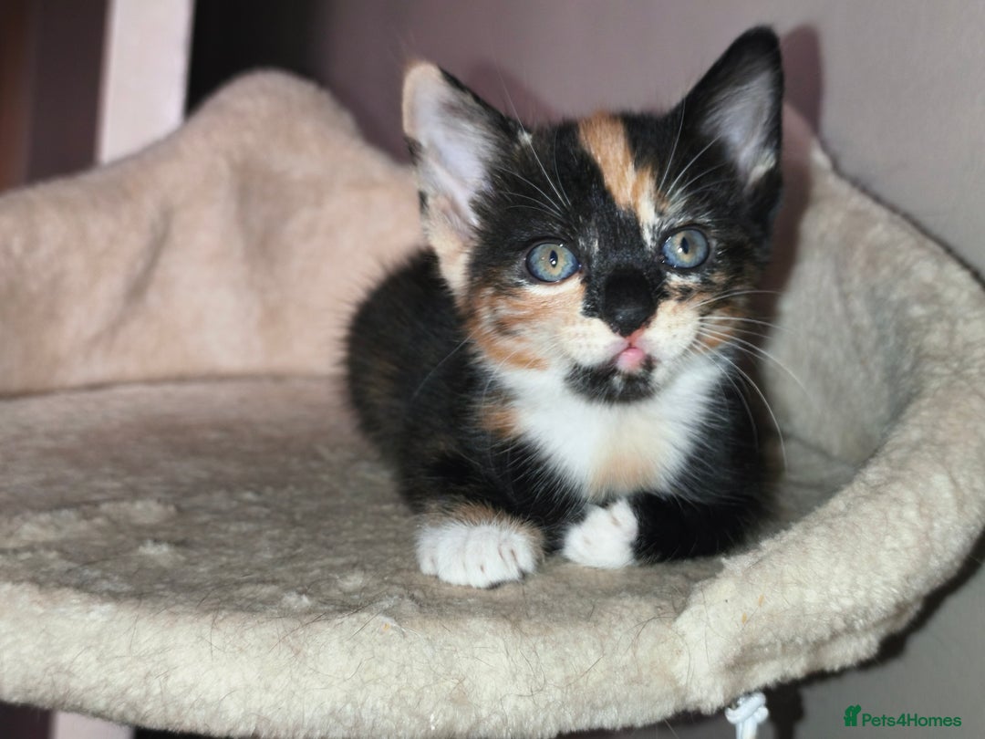 Mixed Breed cats for sale: 4 beautiful kittens - Image 8