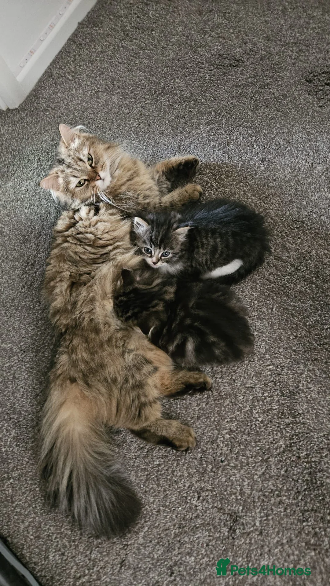 Ragdoll cats for sale: Ragdol x Persian Chinchilla kittens  - Advert 1