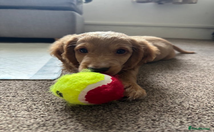 Cockapoo dogs - Advert 4