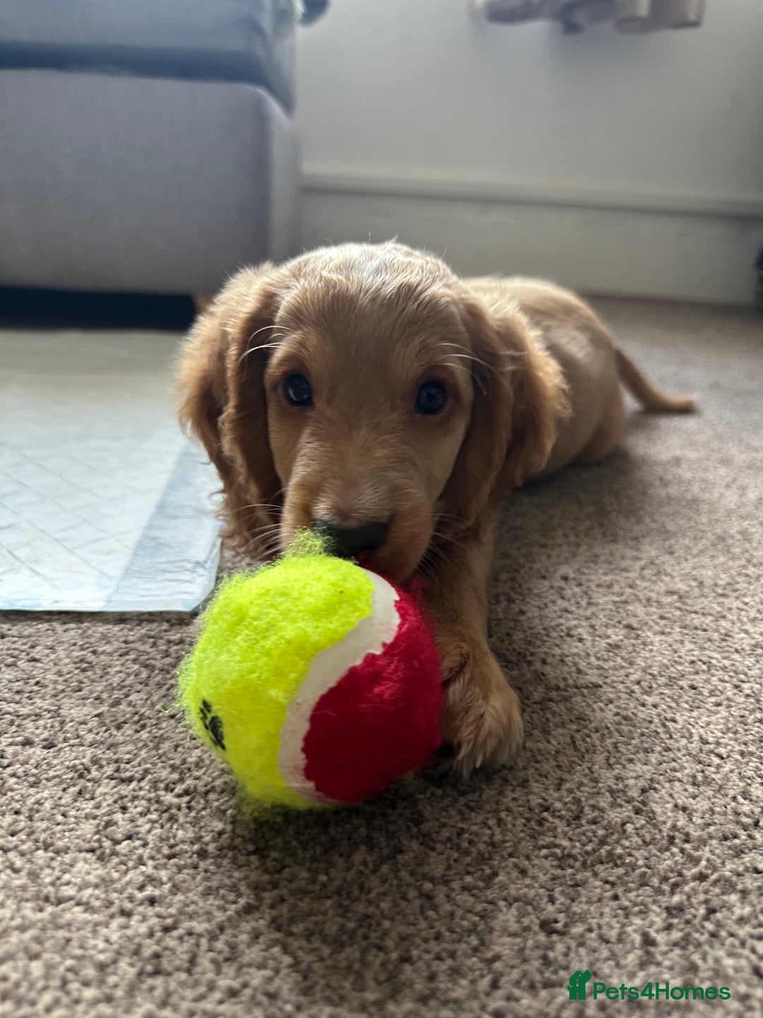 Cockapoo dogs for sale: Boy Cockapoo puppies - Image 1