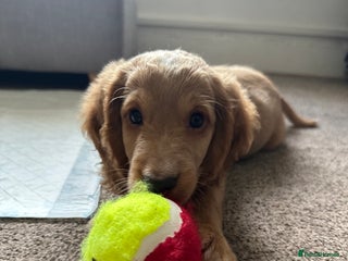 Cockapoo dogs - Advert 11