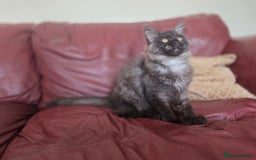 Maine Coon cats for sale: TICA reg black smoke female ready now - Image 6