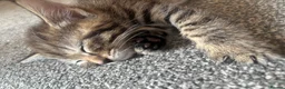 Mixed Breed cats for sale: Tabby and black kittens  - Advert 10