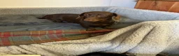 Miniature Dachshund dogs for sale: Miniature dachshund in Doncaster - Advert 6