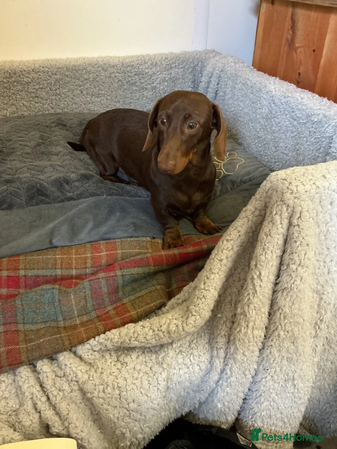 Miniature Dachshund dogs for sale: Miniature dachshund in Doncaster - Advert 6