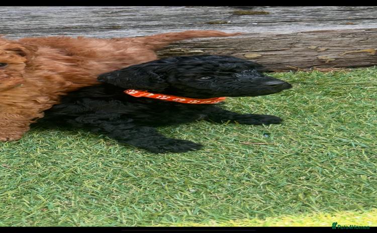 Cockapoo dogs - Advert 12