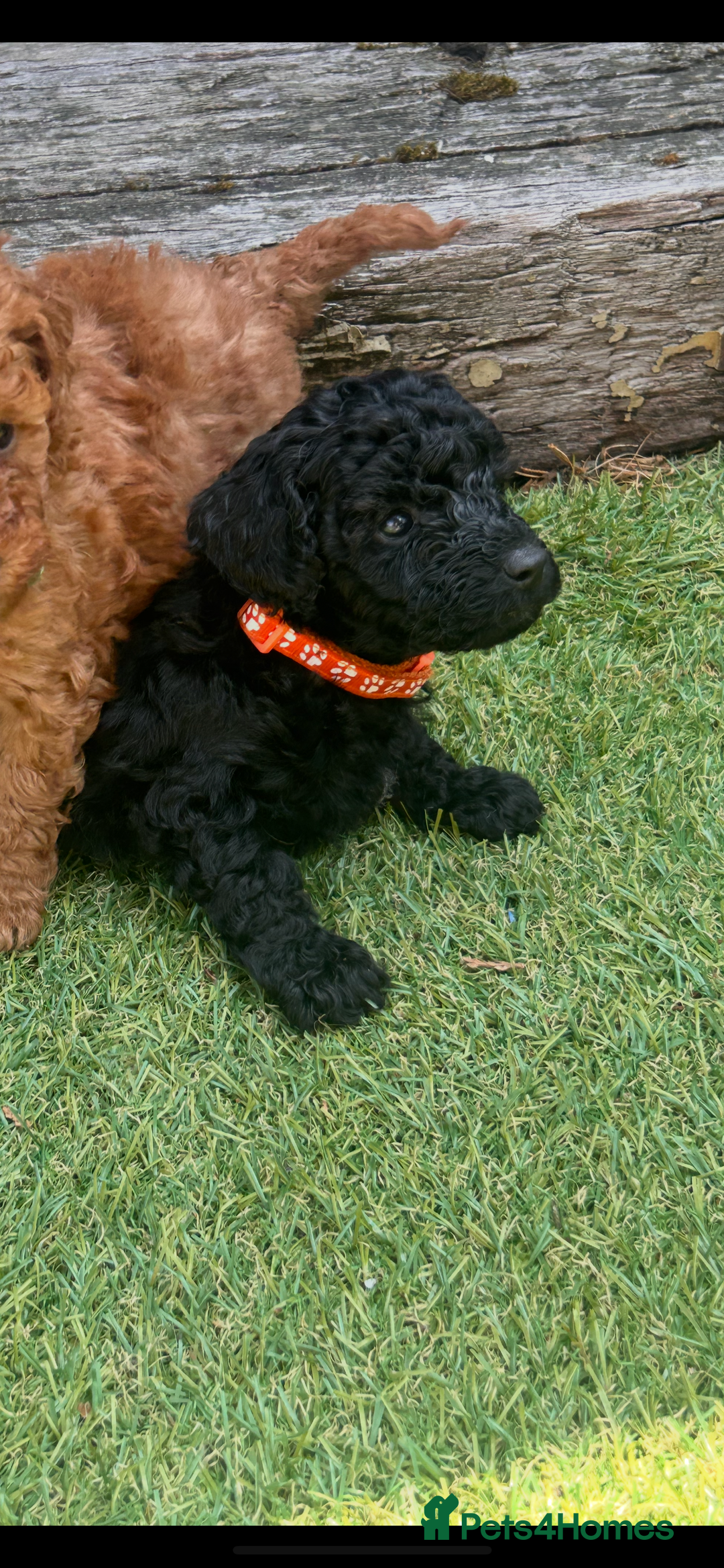 Cockapoo dogs for sale: Cockapoo f1b puppies  - Image 1