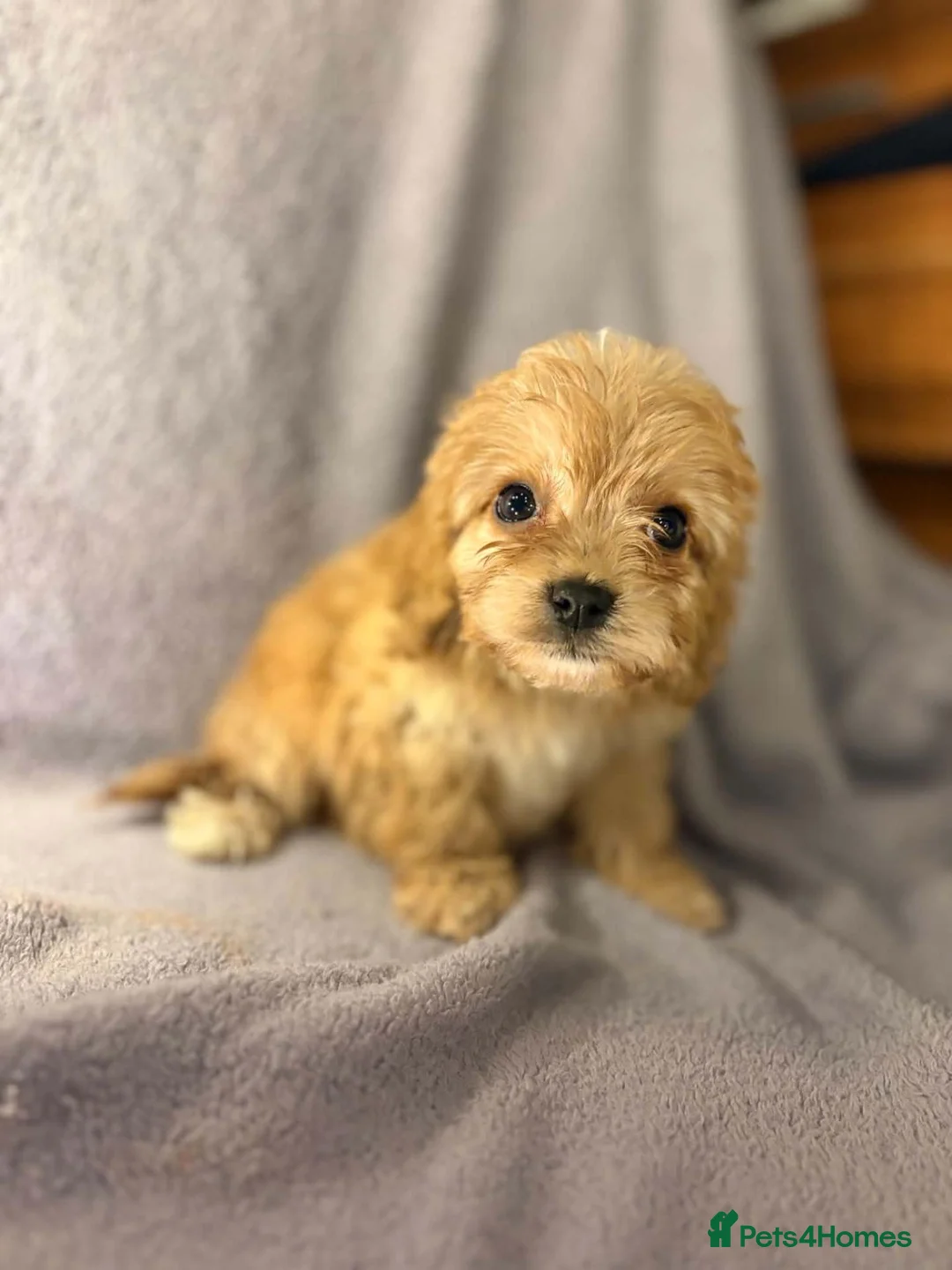 Cavapoo dogs for sale: ready next week! beautiful cavapoo girls! - Advert 2
