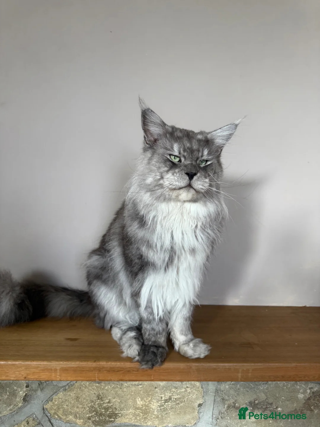 Maine Coon cats for stud: Amazing, very experienced, large boy💙 - Advert 11