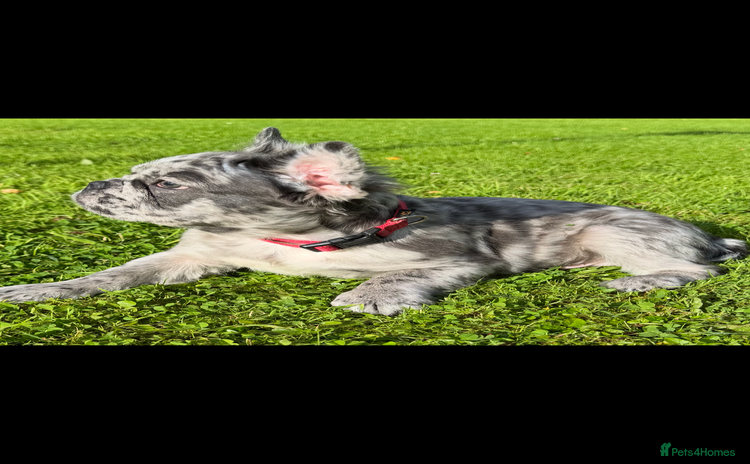 French Bulldog dogs in Edinburgh - Advert 1