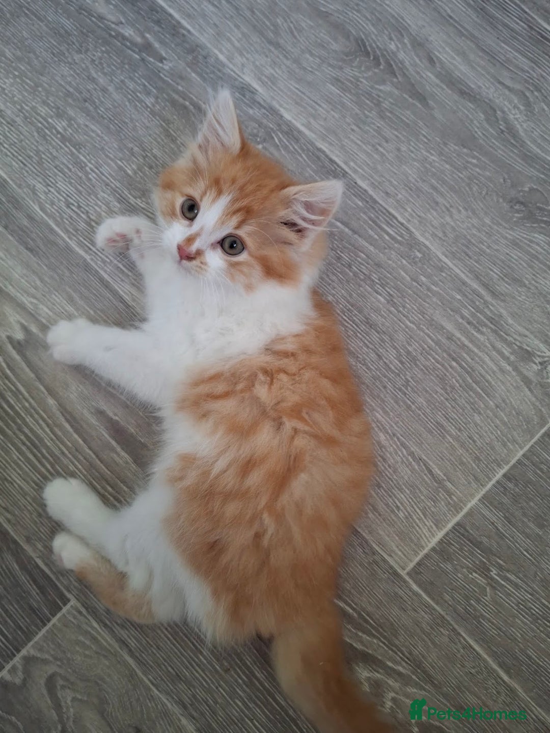 Maine Coon cats for sale: Beautiful Part Maine Coon/Ragdoll Long Haired Male - Advert 20