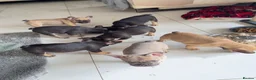 French Bulldog dogs for sale: French Bulldog Puppies Ready for Forever Home - Advert 11