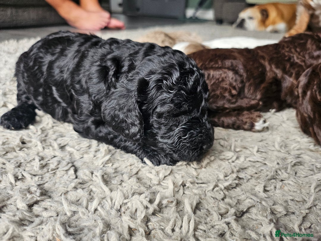 Cockapoo dogs for sale: Cockapoo puppies - Image 24