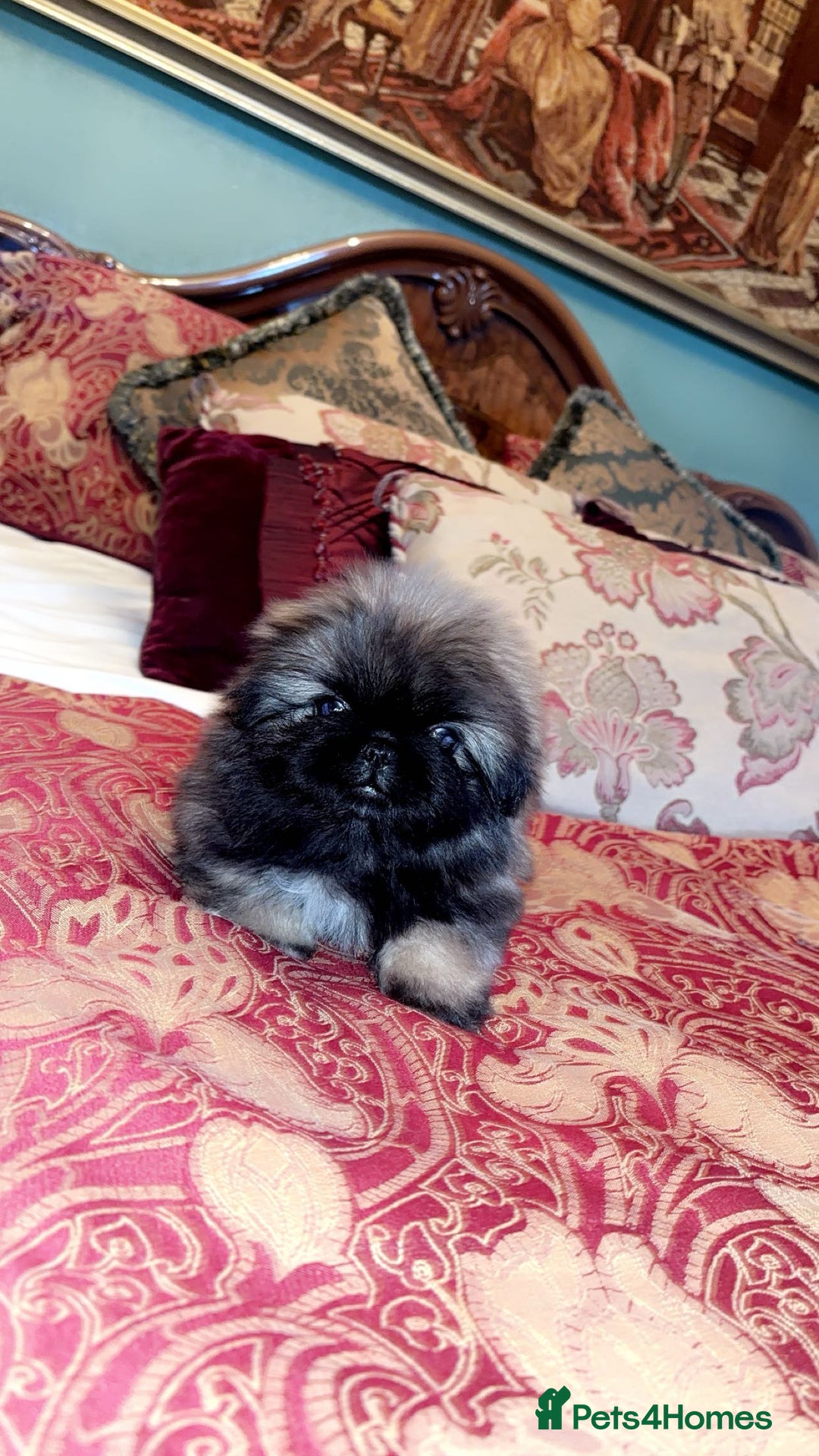Pekingese dogs for sale: High quality Pekingese puppies  - Advert 3