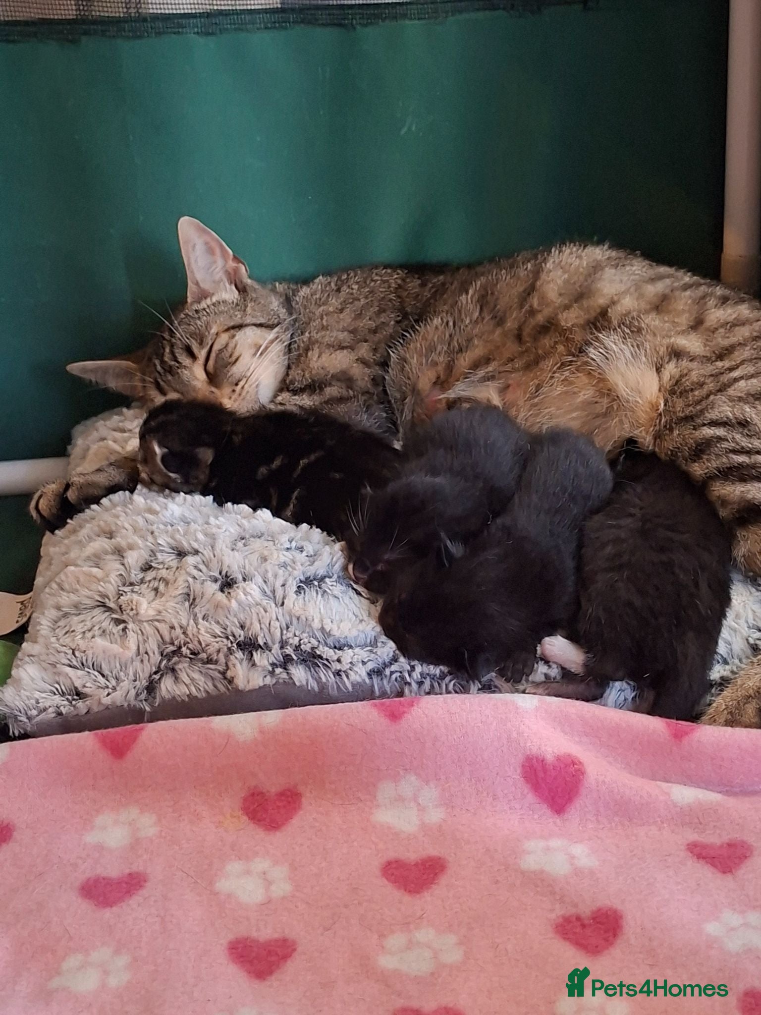 Mixed Breed cats Beautiful mixed breed kittens - Advert 1