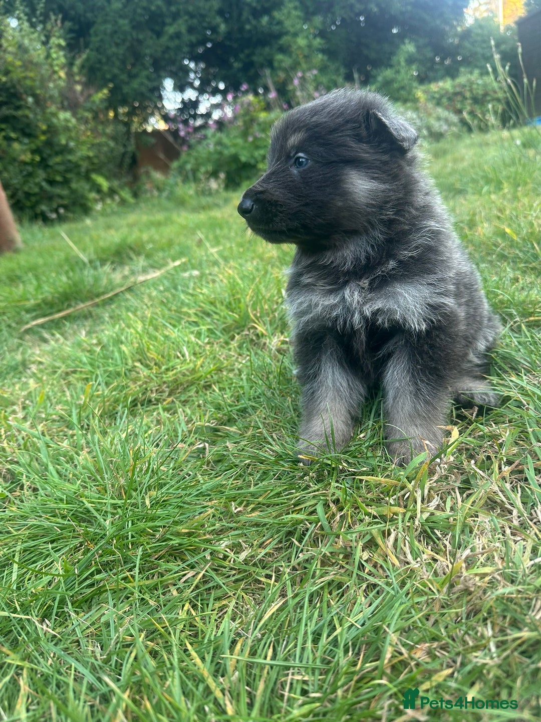German Shepherd dogs for sale: German Shepherd Puppies  - Image 4