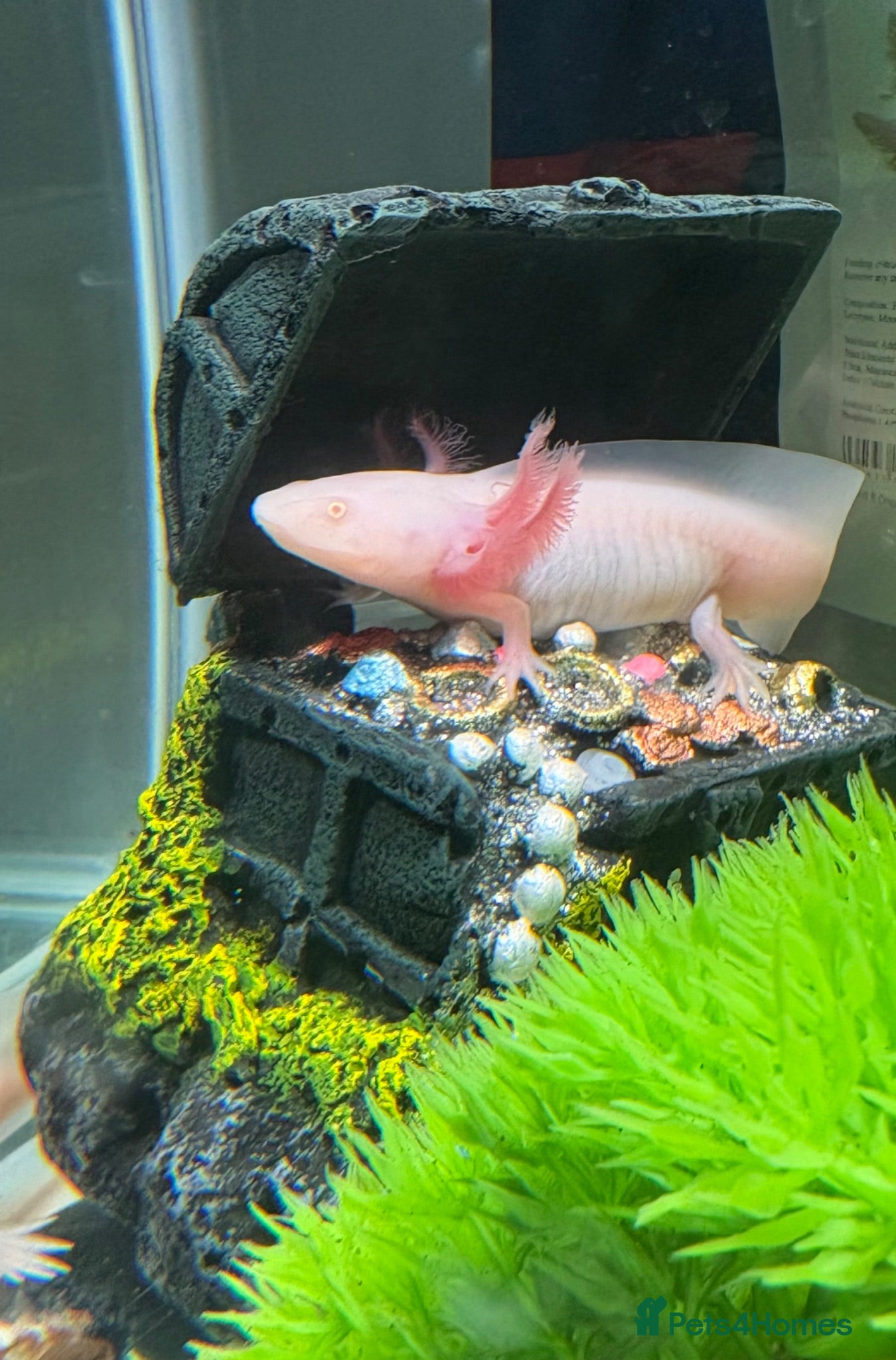 Axolotl reptiles Albino axolotl - Advert 3