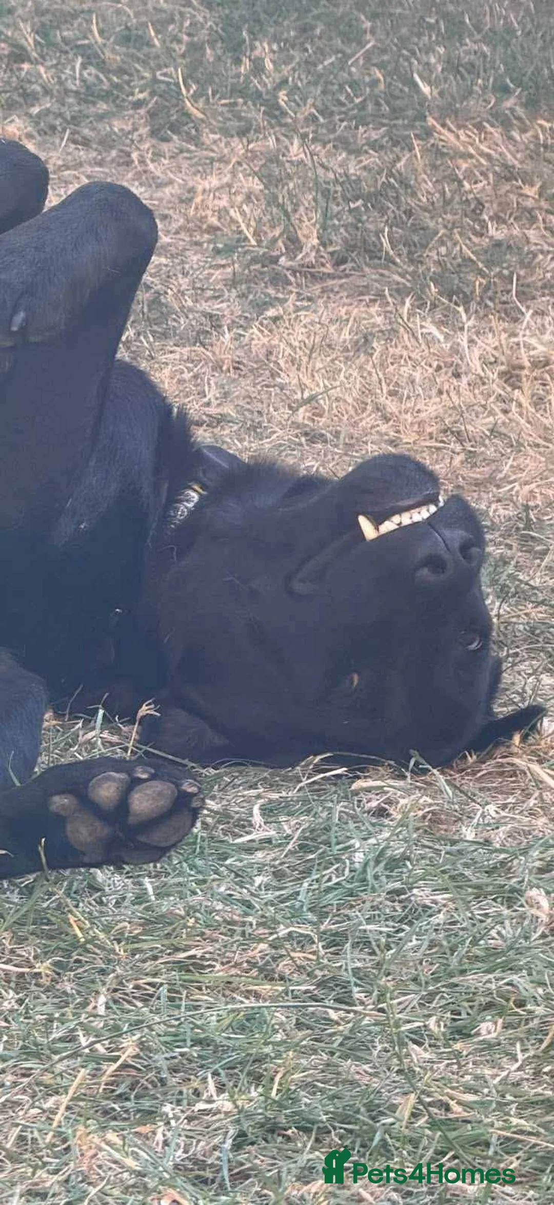 Mixed Breed dogs for adoption: Meet Kuro, currently residing in Surrey in Guildford - Advert 2