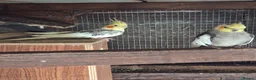 Mixed Breed birds for sale: Birds  - Advert 3
