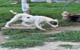 Mixed Breed dogs for adoption: ODIN, a superb young boy - for a Loving Home - Image 6