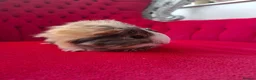 Guinea Pig rodents for sale: Long smooth coated sheltie - Advert 7
