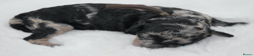 Brown collar (merle girl) 