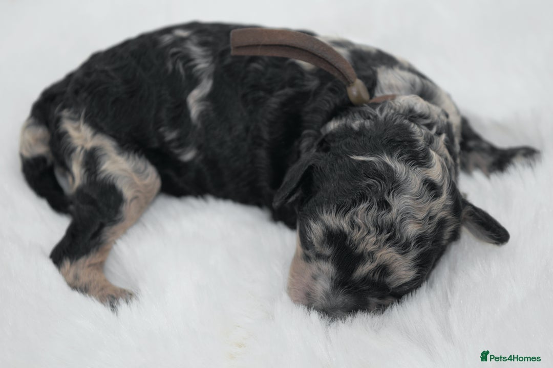 Cavapoo dogs for sale: Extensively health tested F1b curly Cavapoos  - Image 10