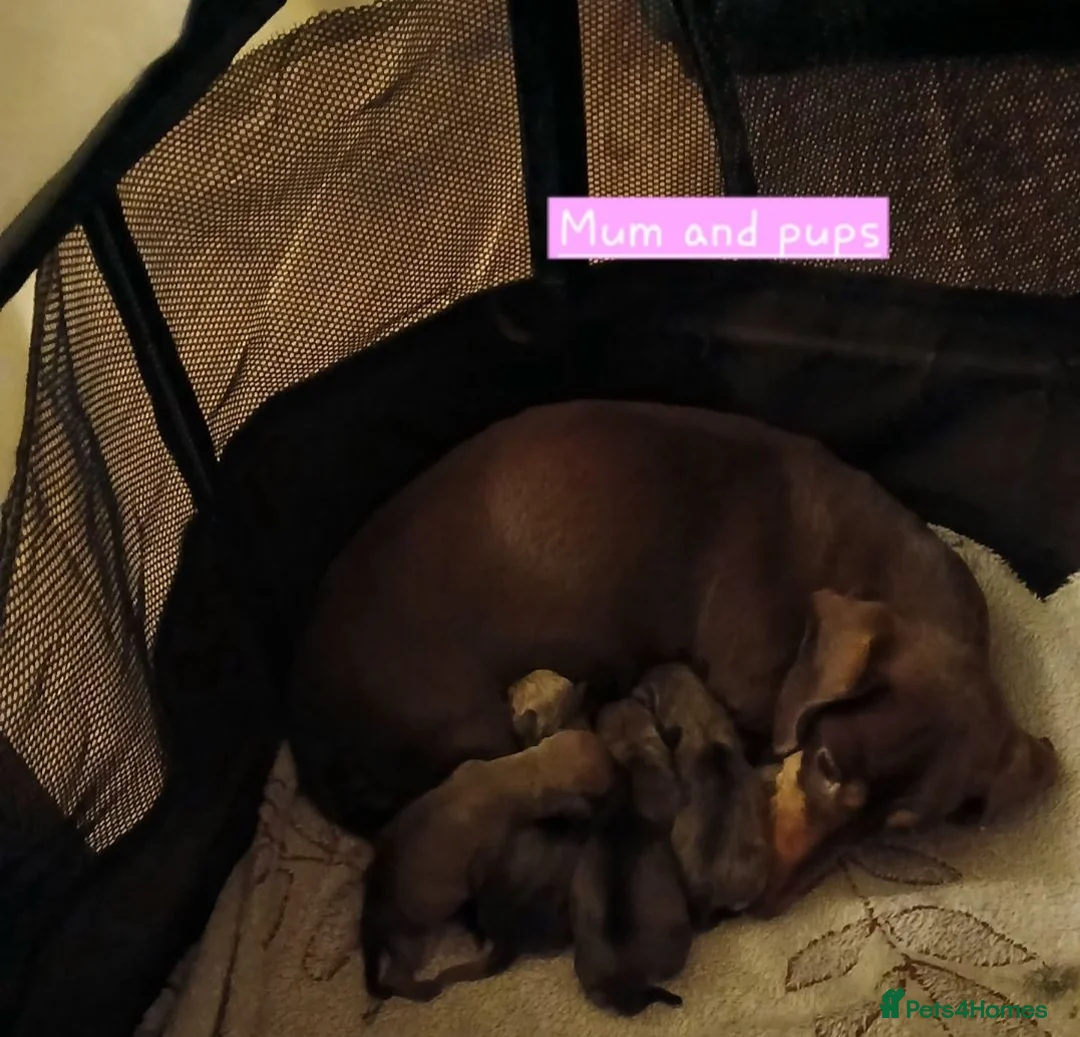 Chiweenie dogs for sale: Minature Daschund and Chihuahua Mix - Advert 18