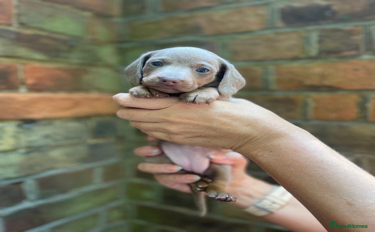 Miniature Dachshund dogs - Advert 9