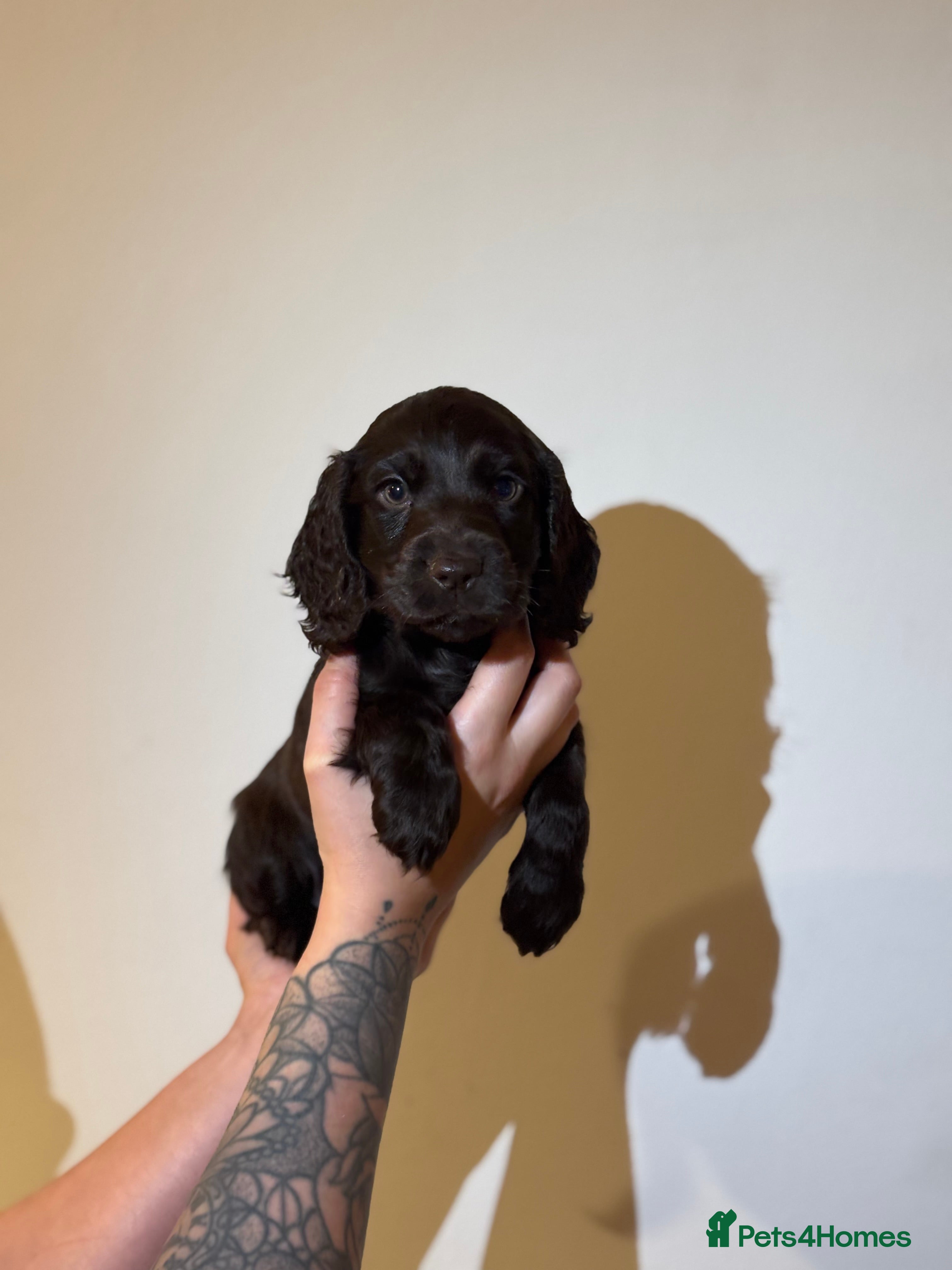 Cocker Spaniel dogs READY NOW  2 left🥰 Show Cocker SpanielS 🐾  - Advert 4