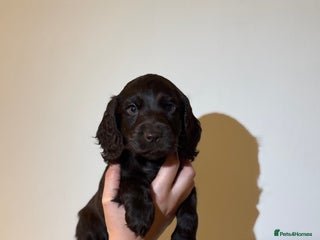 Cocker Spaniel dogs READY NOW 2 left🥰 Show Cocker SpanielS 🐾 - Advert 15