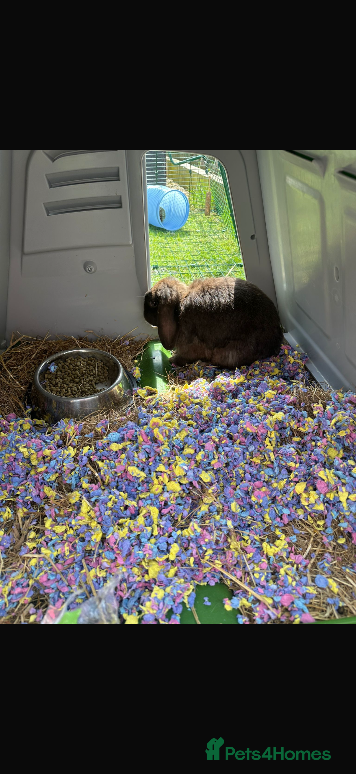 Mini Lion Lop rabbits  **   - Advert 11