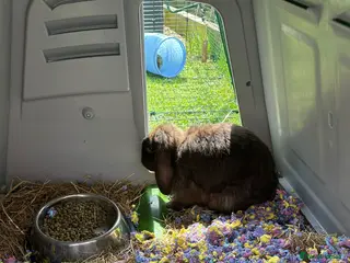 Mini Lion Lop rabbits ** - Advert 11